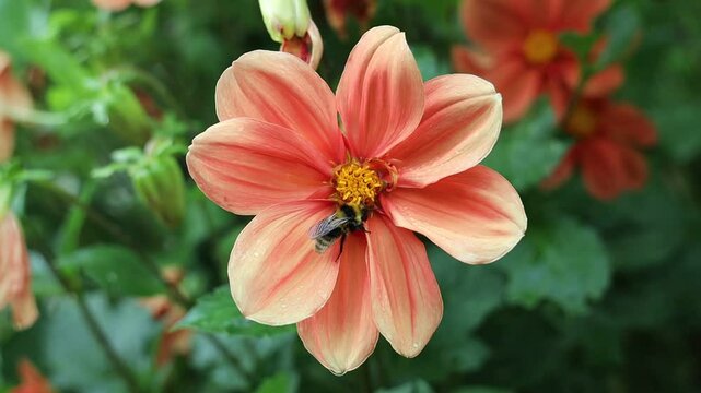 Flower of Dahlias minion First Love with central brown disc surrounded by rows of orange-yellow pollen on purple stems bearing closed buds and dark leaves 