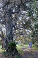 Fototapeta premium Man hiking a nature trail, surrounded by lush greenery and ancient pohutukawa trees. Peaceful outdoor exploration. Wenderholm Regional Park, Waiwera, Auckland, New Zealand