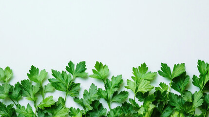 Obraz premium Fresh green parsley leaves arranged on white background.