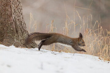 ジャンプするエゾリス