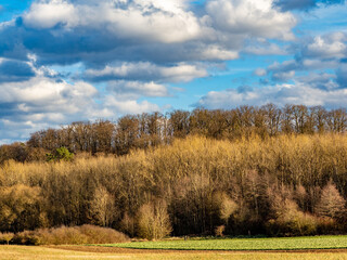 Fototapeta premium Mischwald im Winter