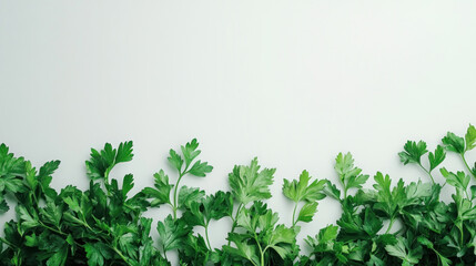 Obraz premium Fresh parsley leaves border on white background.