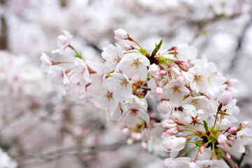 Branches of sakura flowers, cherry blossom