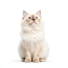 A beautiful fluffy Ragdoll cat with striking blue eyes, gazing upwards in a serene and curious pose against a clean white background.