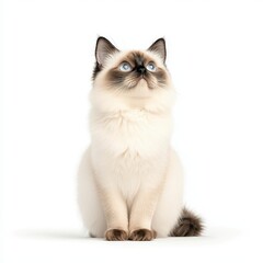 Fototapeta premium A beautiful fluffy Siamese cat with striking blue eyes looking upwards, showcasing its calm demeanor and elegant fur pattern.