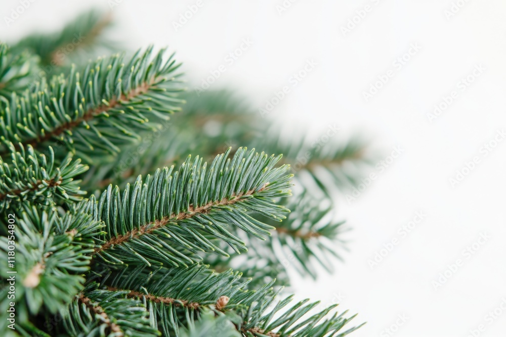 Poster Close-up shot of a pine tree branch with needles and cones