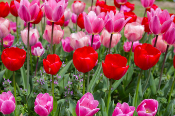Beautiful tulip flower garden. The Expo 70 Commemorative Park, Osaka, Japan