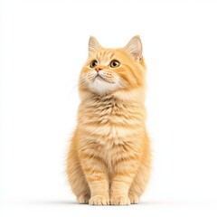Obraz premium A charming orange tabby Ukrainian Levkoy cat sitting gracefully, showcasing its playful nature and curious expression against a clean background.