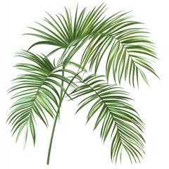 Obraz premium A single palm tree standing tall on a clean white background, ideal for use in branding and advertising