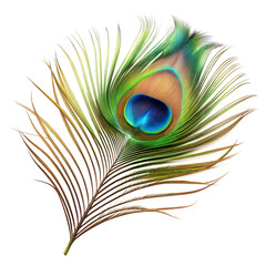 Obraz premium Vibrant peacock feather showcasing stunning colors and intricate patterns found in nature