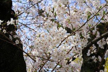Branches of sakura flowers, cherry blossom
