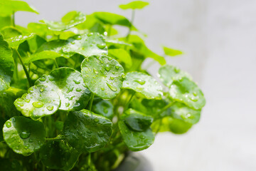 Centella asiatica (gotu kola). Fresh green leaves herb background.