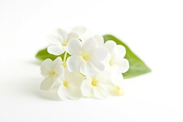 A close-up shot of a bouquet of white flowers with green leaves, suitable for decoration or arrangement