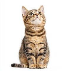 Obraz premium A curious and playful tabby European Shorthair cat gazing upwards, showcasing its adorable features and bright eyes in a charming pose.