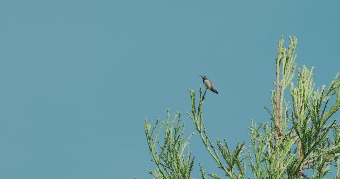 Hummingbird on the top of a coastal redwood tree 