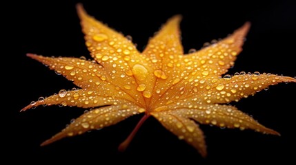 Wet orange leaf on black. Close-up, studio shot for fall seasonal themes.