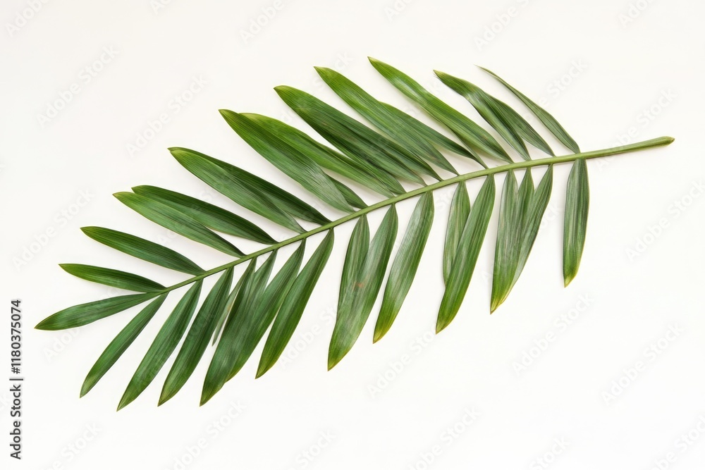 Aufkleber a close-up view of a green leaf on a white surface
