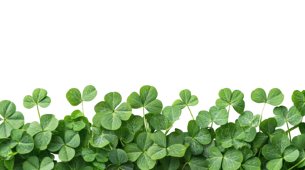 four leaf clover isolated on white background