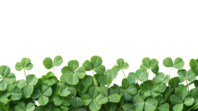 four leaf clover isolated on white background