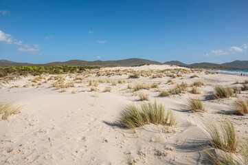 The beautiful beach of Is Solinas in Sardinia with its high white dunes on a windy day