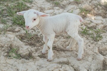 Obraz premium A young lamb standing on the ground in a natural setting.