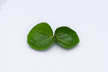Mangkokan leaves (Polyscias scutellaria) white background