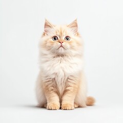 A fluffy Himalayan cat with striking eyes, sitting calmly against a plain background, showcasing its adorable features and personality.