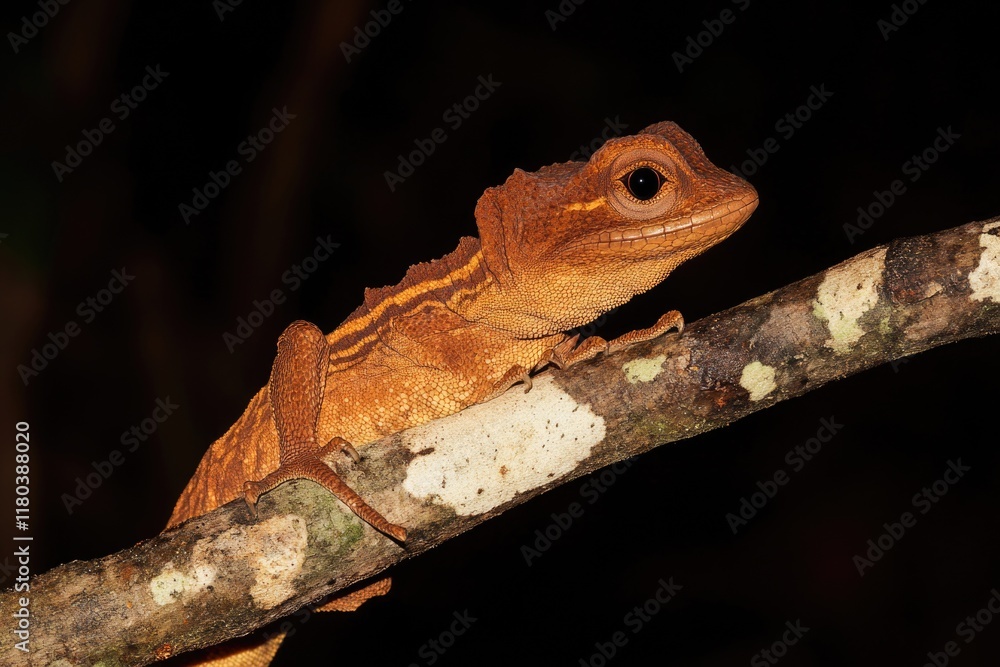 Poster a lizard perched on a tree branch, enjoying the view