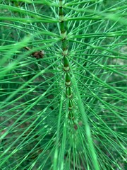 close up of green pine needles