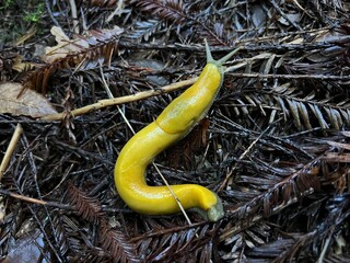 Banana Slug