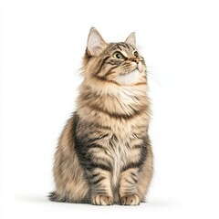 Obraz premium A fluffy domestic Australian Mist cat with striking features sitting gracefully, showcasing its beautiful fur and curious gaze.