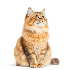 Fototapeta premium A fluffy, golden-furred Somali cat sits gracefully, gazing upwards with curiosity. Perfect for animal lovers and pet enthusiasts.