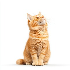A fluffy orange Donskoy cat gazing curiously upwards, showcasing its playful and inquisitive personality.