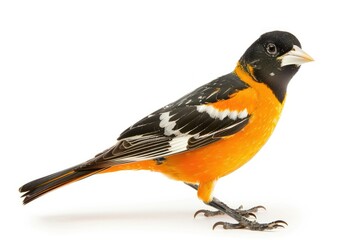 High Definition Visual of Baltimore Oriole on White Background
