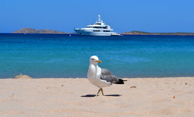 Sardegna -isola Italia  -ucelli e barca 