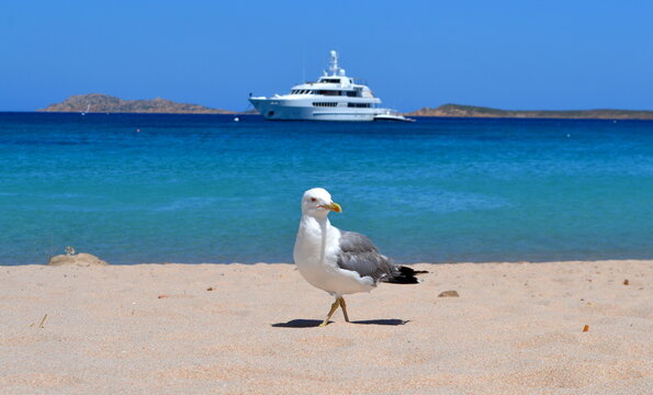 Sardegna -isola Italia  -ucelli e barca 