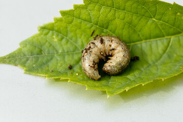 Winter pest insect pest Agrotis segetum