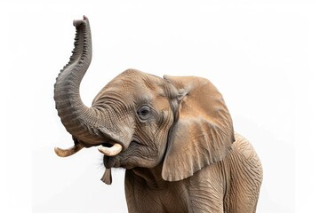 Obraz premium Vibrant Color Visual of African Elephant Raising Leg Isolated