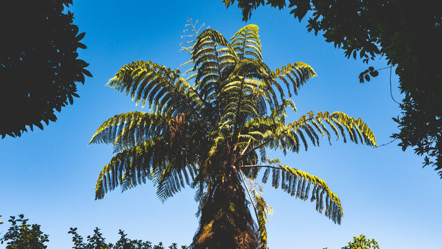 New zealand fern tree ponga huge big green native plant