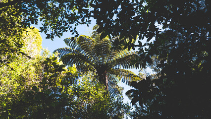 Fototapeta premium New zealand fern tree ponga huge big green native plant