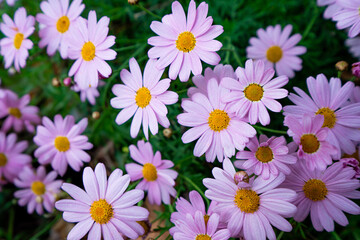 Obraz premium A beautiful cluster of pink flowers with yellow centers, creating a vibrant and cheerful display against lush green foliage.