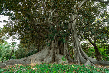 A majestic tree with thick trunks and sprawling roots, surrounded by lush greenery, creating a...