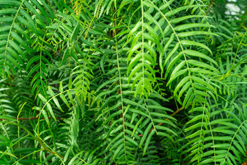 A vibrant close-up of lush green fern leaves creates a rich tapestry of foliage, showcasing nature's intricate beauty and texture.