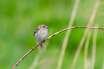 Field Sparrow Perched on Grass Reeds