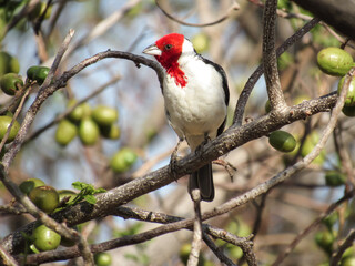 Cardeal-do-nordeste (Paroaria dominicana) empoleirado em um galho.