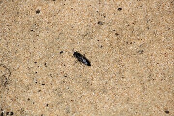 Sand Wasp (Bembix) searching for prey, South Australia