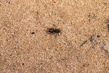 Red Velvet Ant (Ephutomorpha ferruginata) South Australia
