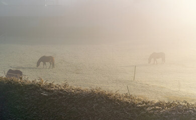Silhouettes of horses grazing in a frosty field on a misty morning, surrounded by a serene, foggy rural atmosphere.