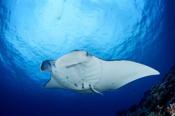 Reef manta ray during our dive in Fakarava atoll. Manta ray above the bottom in French Polynesia....