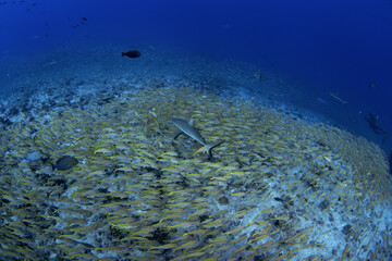 Huge school of yellowfin goatfish during dive in Fakarava atoll. Mulloidichthys vanicolensis on the...